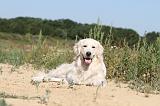 GOLDEN RETRIEVER 227